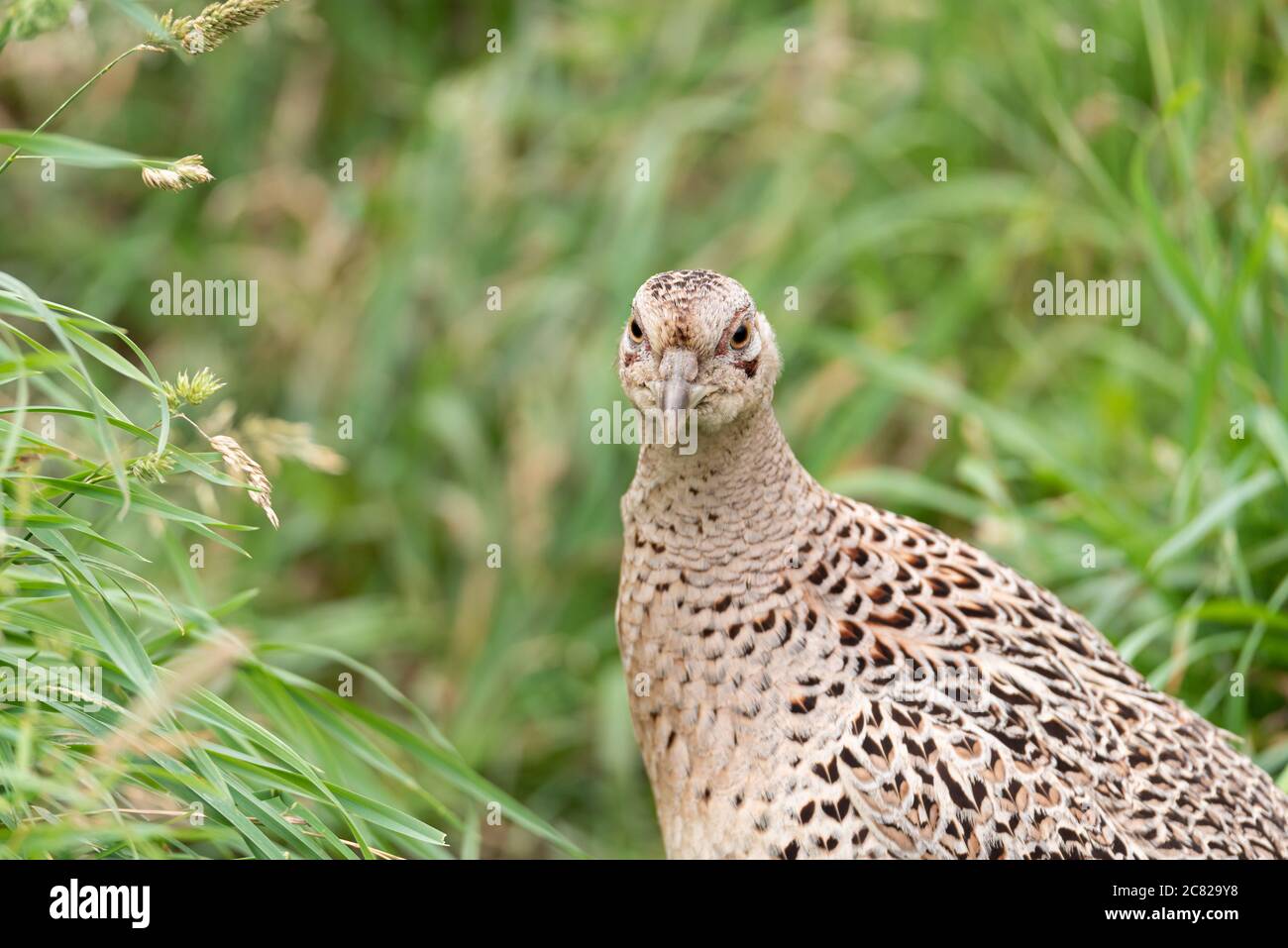 Portrait d'un oiseau de chasse faisan commun femelle, Phasianus colchicus de la famille Phasanidae Banque D'Images