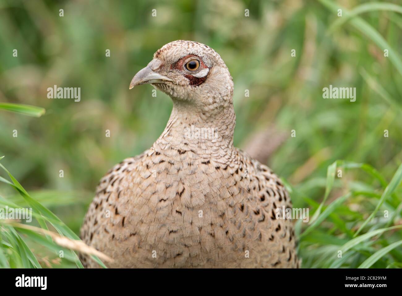 Portrait d'un oiseau de chasse faisan commun femelle, Phasianus colchicus de la famille Phasanidae Banque D'Images