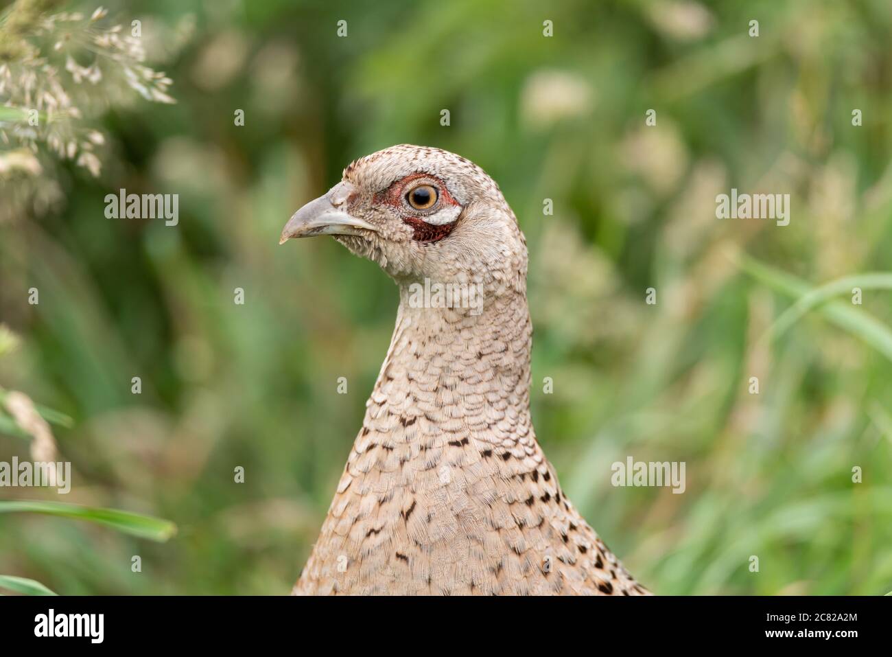 Portrait d'un oiseau de chasse faisan commun femelle, Phasianus colchicus de la famille Phasanidae Banque D'Images