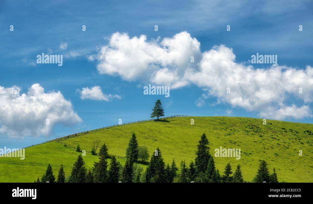 Seul pin sur la colline verte et le ciel bleu avec des nuages Banque D'Images