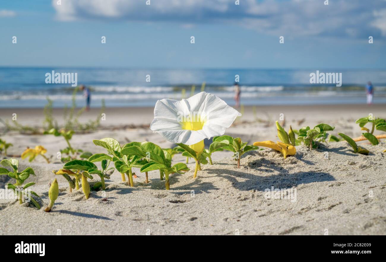 Folly Beach South Carolina - Beach Morning Glory - Wildflower qui grandit sur la plage de Folly en juillet. Ces fleurs sont incroyables, et font de Folly Beach un hôtel génial Banque D'Images