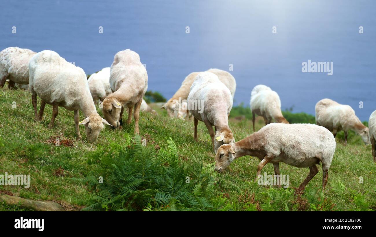 Moutons pageant sur la côte de la mer de Cantabrie. Mont Jaizkibel. Pays basque, Espagne. Banque D'Images