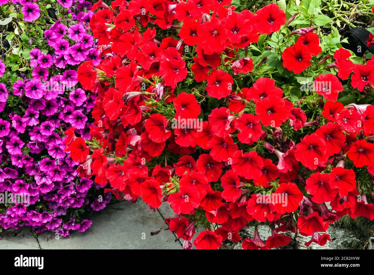 Pétunias rouges dans le jardin de juillet Banque D'Images