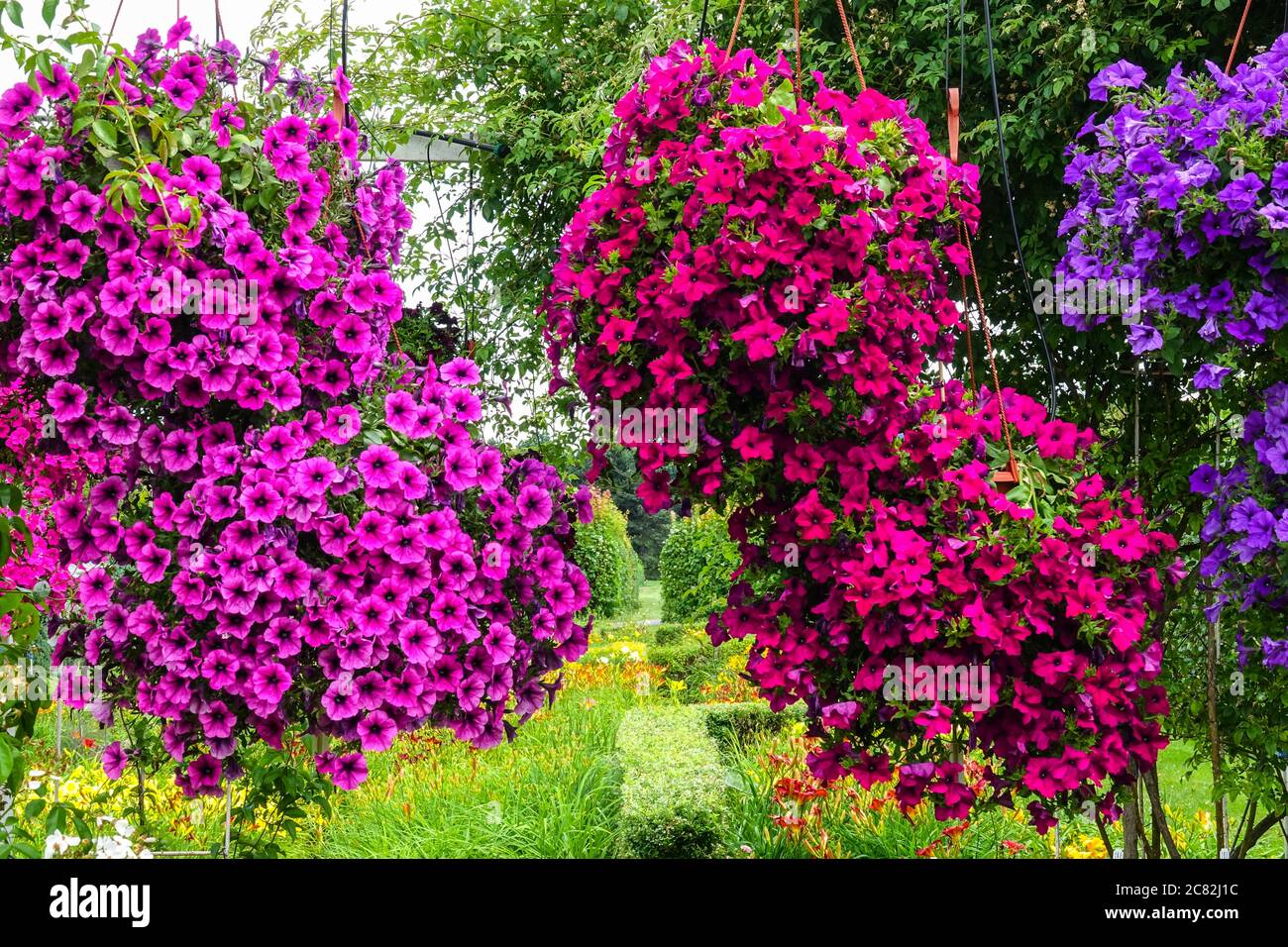 Jardin de pétunias violet rouge, plantes suspendues dans le jardin de juillet Banque D'Images