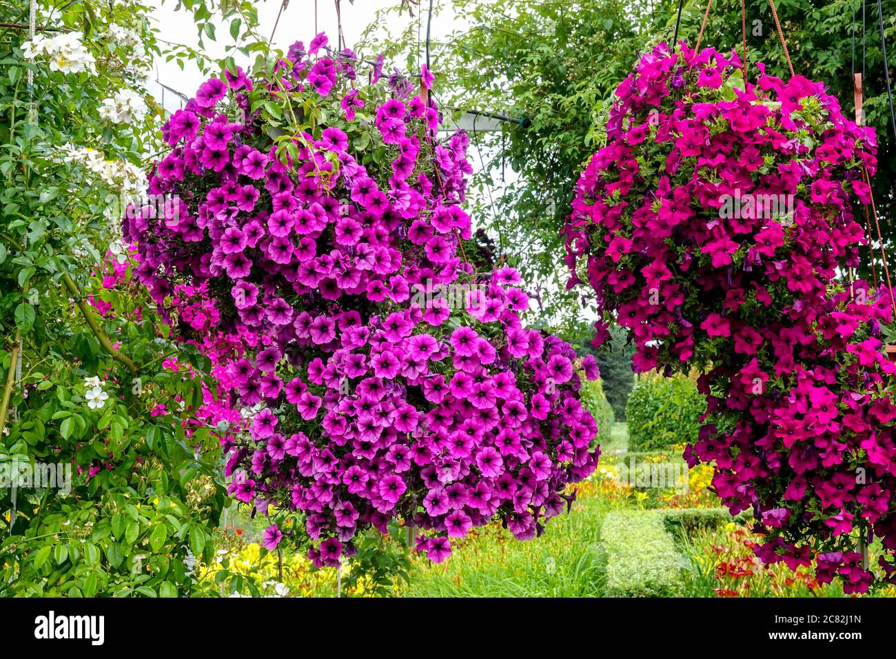 Pétunias rouges violets, plantes suspendues dans le jardin de juillet Banque D'Images