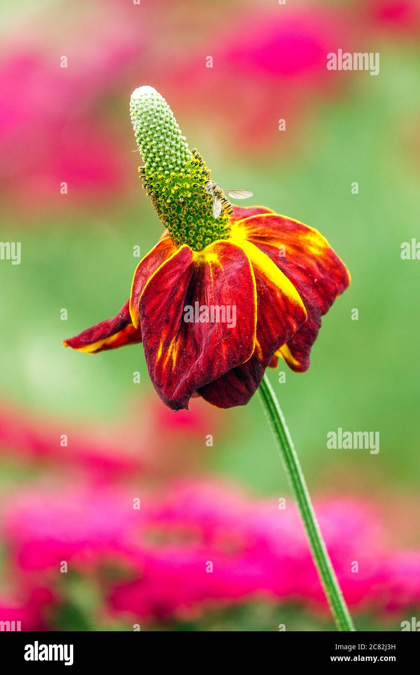 Ratibida columnifera « Red Midget » Banque D'Images