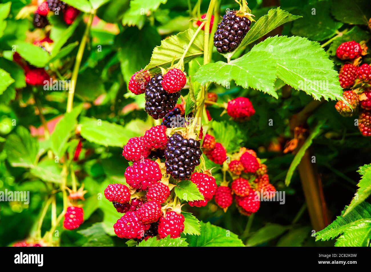 Les mûres poussent dans le jardin. Baies mûres et non mûres sur une brousse avec des feuilles vertes focalées sélectives. Arrière-plan Berry. Banque D'Images