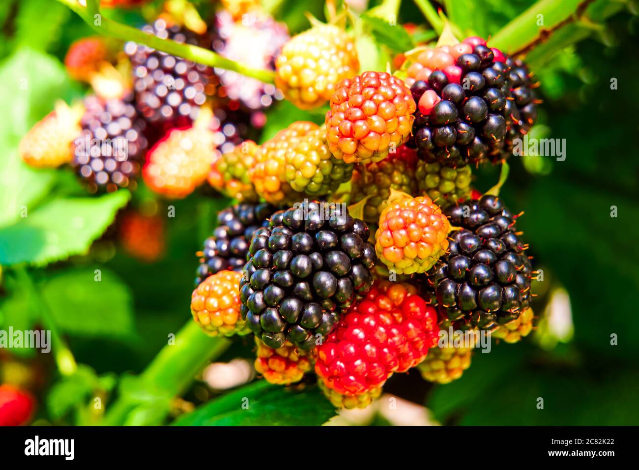 Les mûres poussent dans le jardin. Baies mûres et non mûres sur une brousse avec des feuilles vertes focalées sélectives. Arrière-plan Berry. Banque D'Images