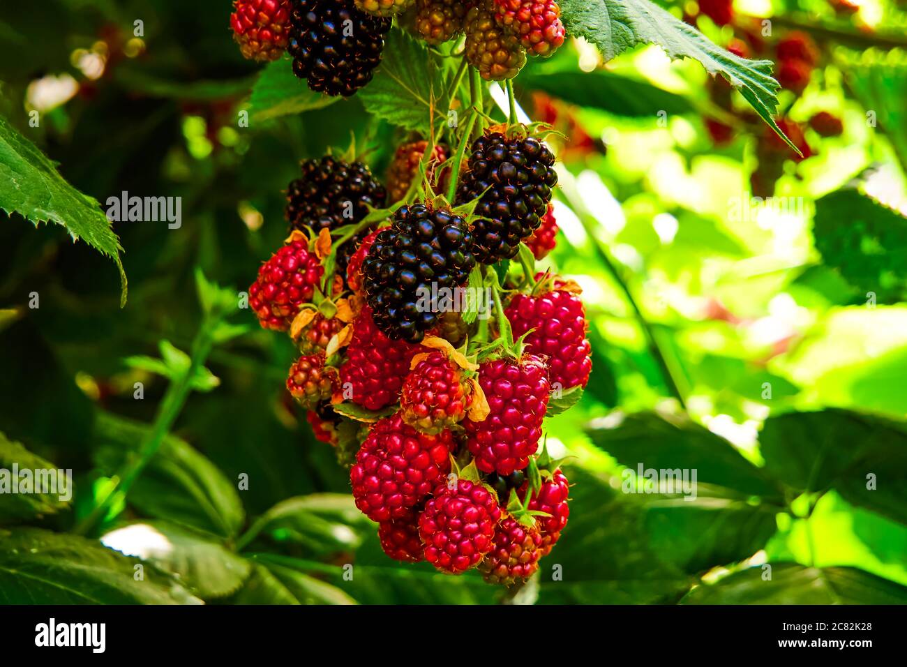 Les mûres poussent dans le jardin. Baies mûres et non mûres sur une brousse avec des feuilles vertes focalées sélectives. Arrière-plan Berry. Banque D'Images