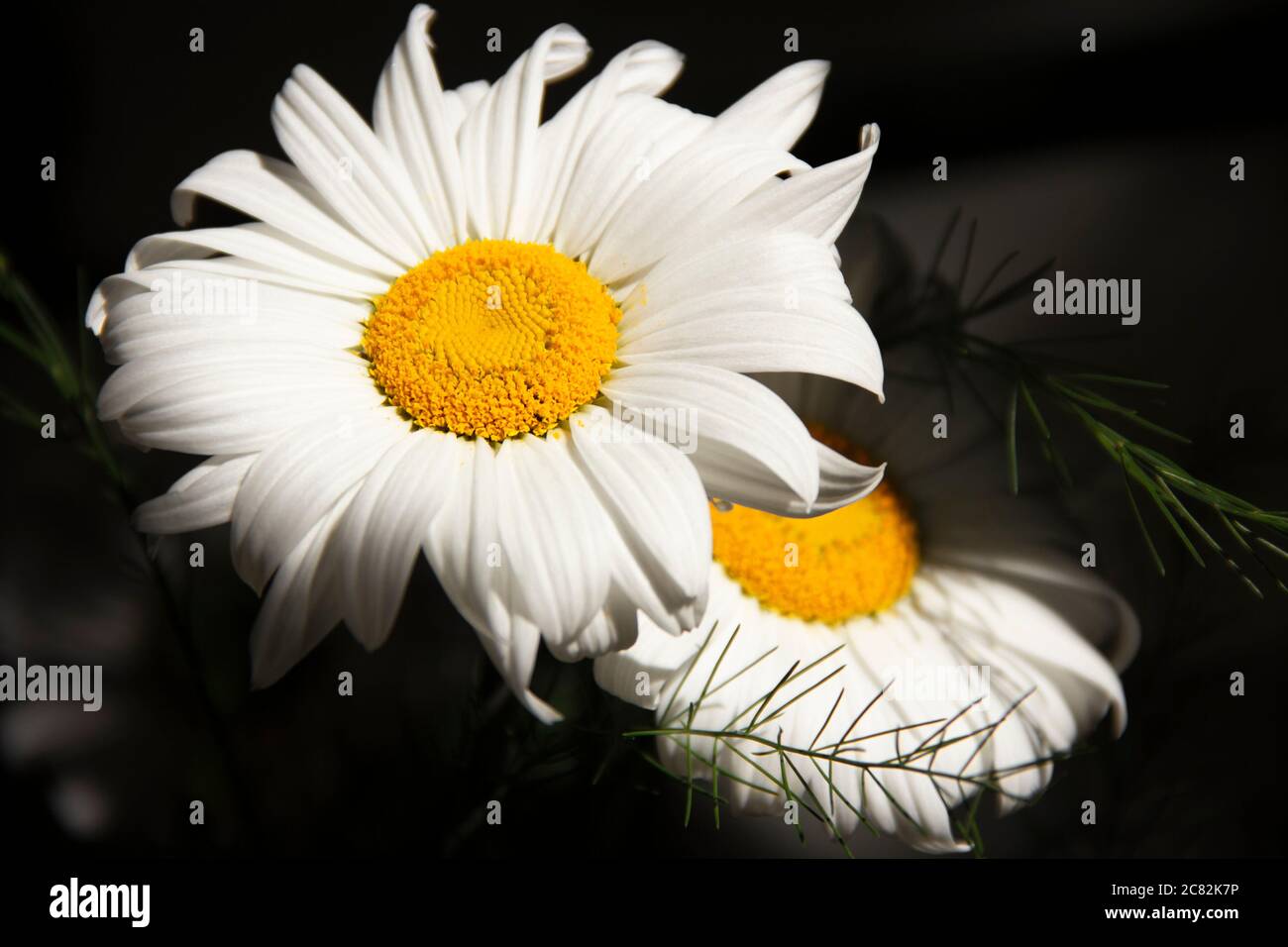Un bouquet de pâquerettes dans un vase sur fond noir avec quelques reflets de lumière, vue du dessus Banque D'Images