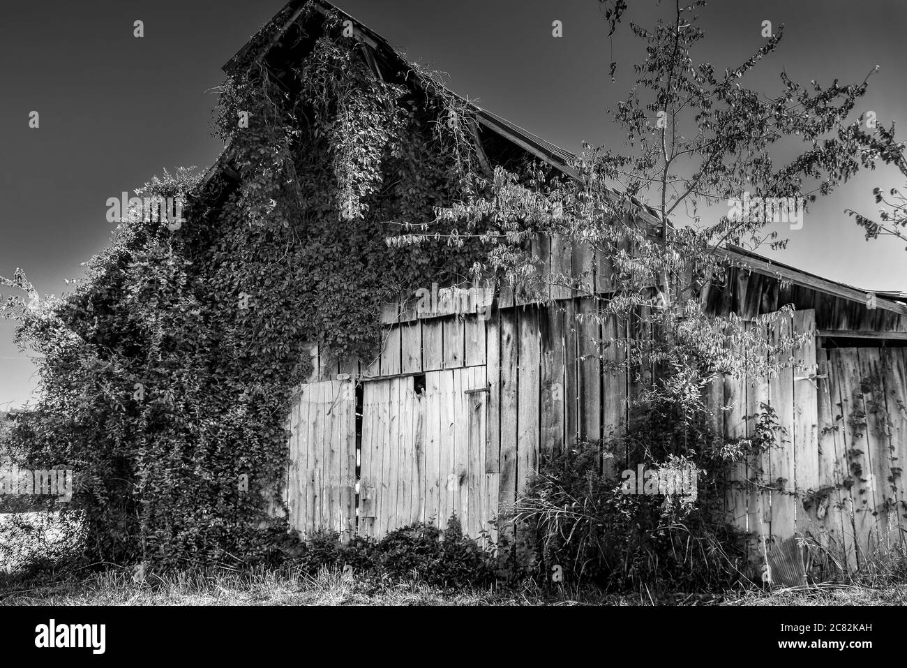 Des vignes de kudzu grimpant pour dépasser une ancienne grange en bois abandonnée avec un toit en étain sur une petite ferme en voie de disparition dans le Tennessee moyen, États-Unis, en noir et blanc Banque D'Images