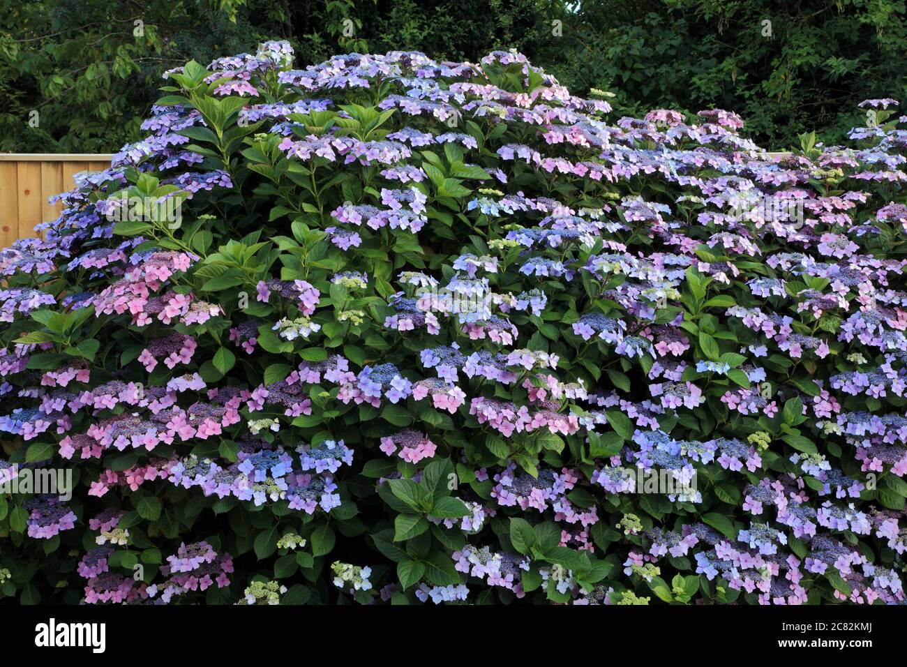 Hydrangea macrophylla 'Blue Wave', Hydrangea 'ariesii Perfecta', casquette en dentelle Banque D'Images