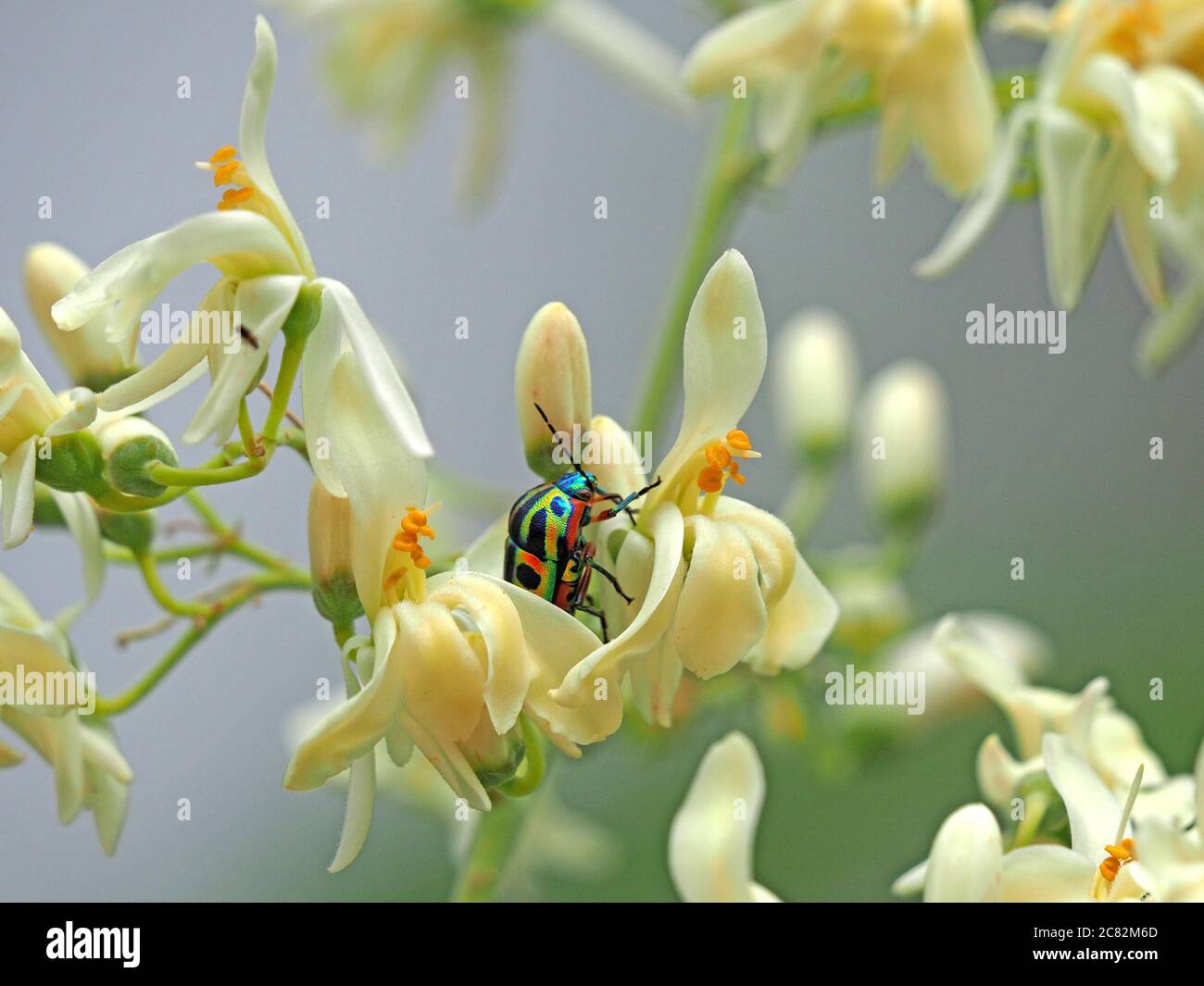 Calidea dregii (Rainbow Shield Bug) ou Beetle de joyau africain se nourrissant de fleurs d'arbres exotiques blancs au Kulalu Camp, Galana Conservancy, Kenya, Afrique Banque D'Images