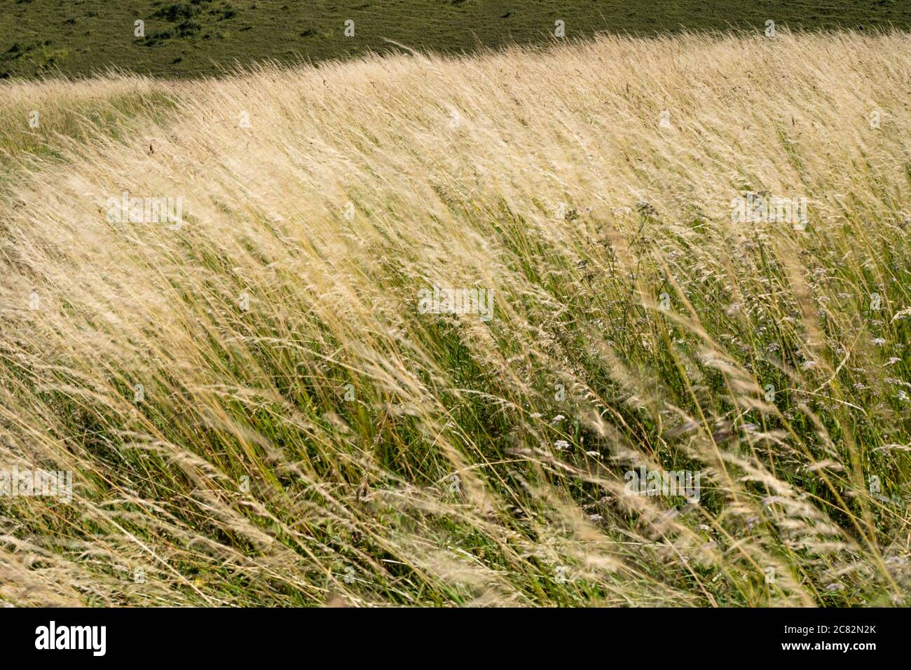 Herbe longue sur les craies, Sussex, Royaume-Uni Banque D'Images