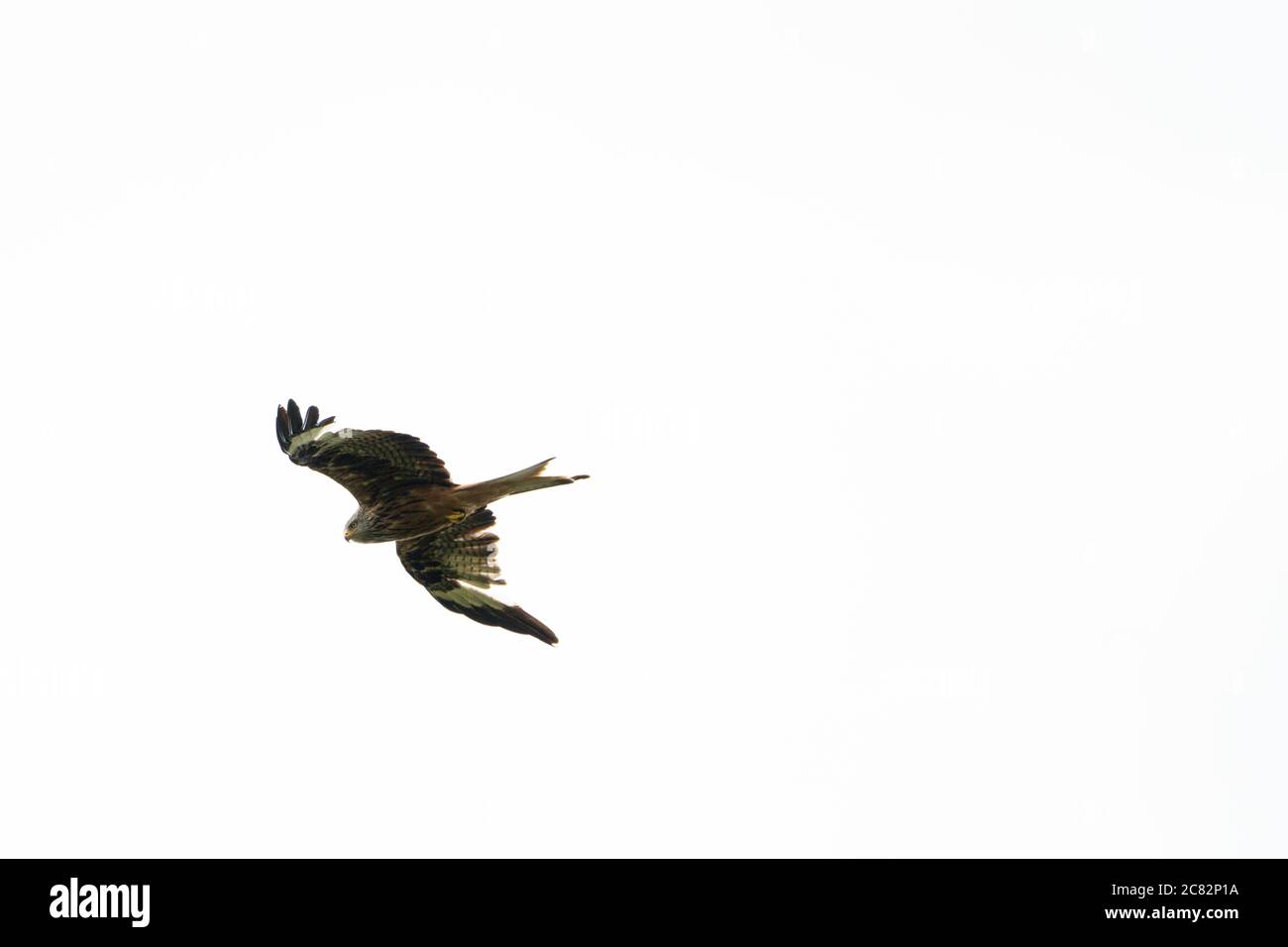 Cerf-volant rouge (milvus milvus), oiseau de proie, volant contre un ciel blanc, Royaume-Uni Banque D'Images
