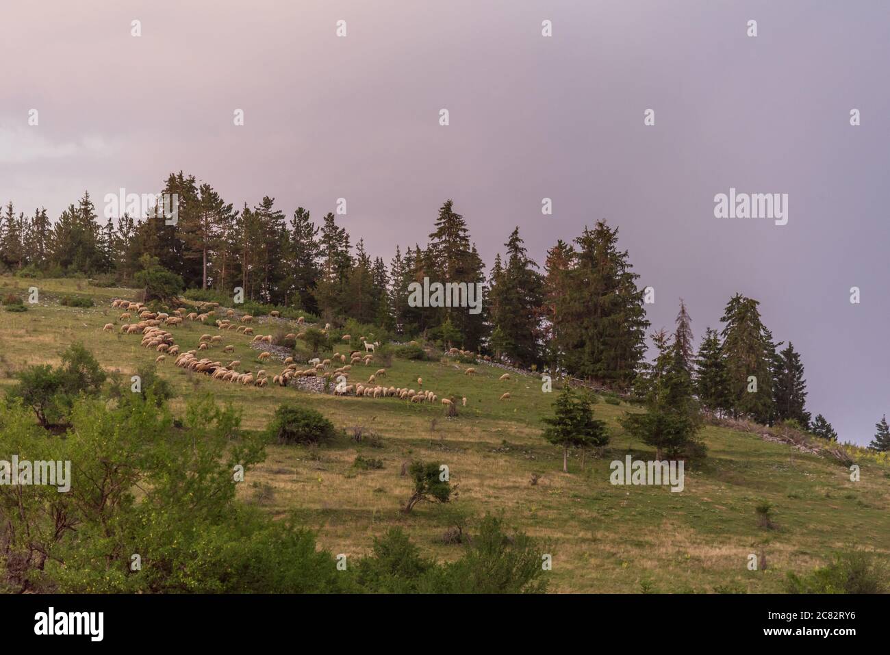 Troupeau de moutons avec un berger dans les montagnes Banque D'Images