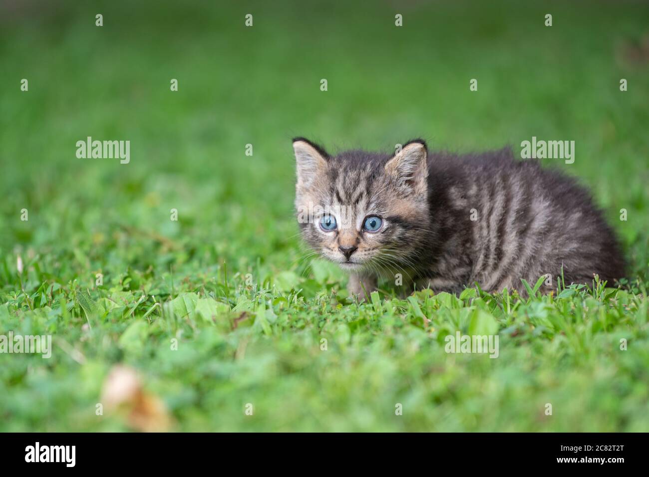 Un joli petit chaton en tabby dans l'herbe par jour d'été Banque D'Images
