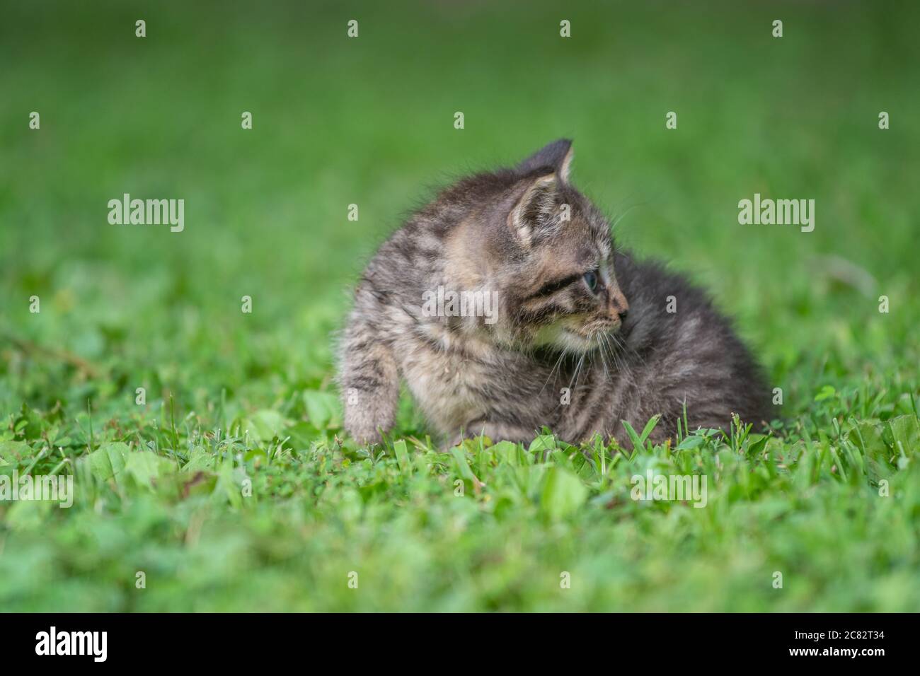 Un joli petit chaton en tabby dans l'herbe par jour d'été Banque D'Images