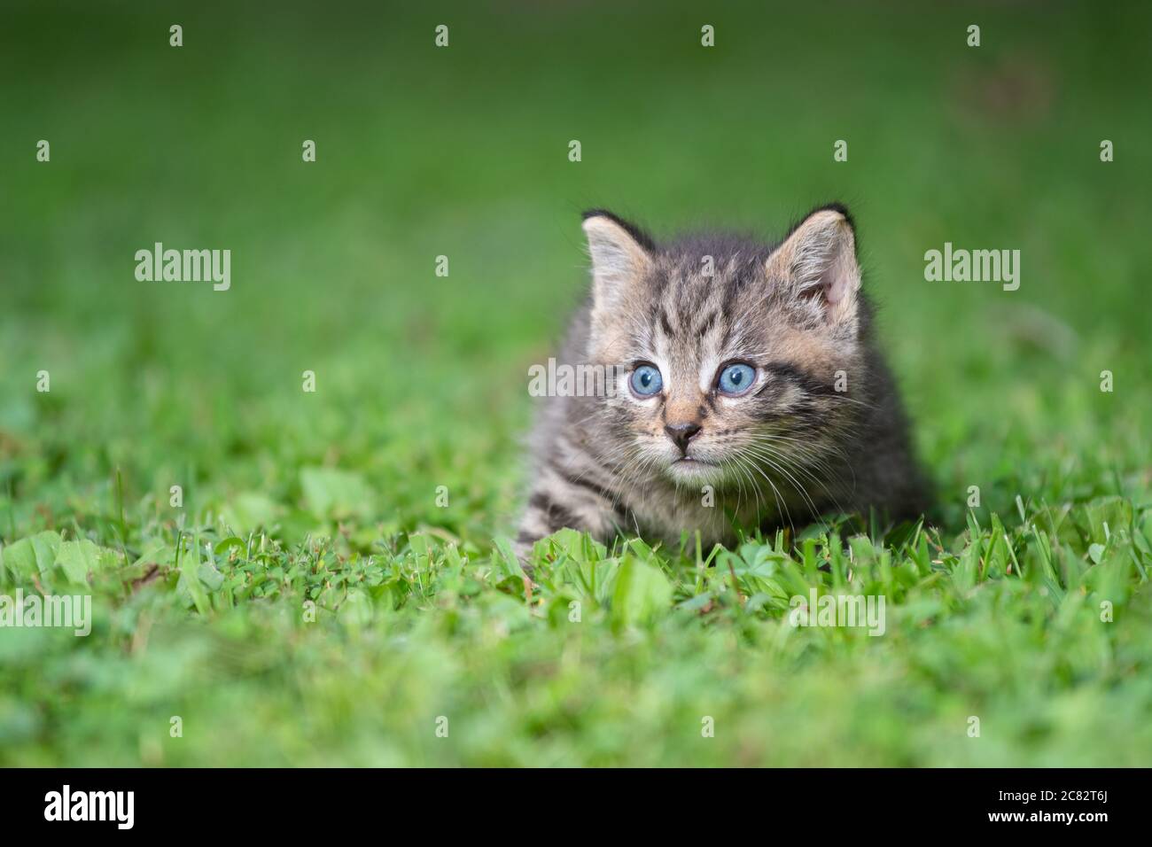 Un joli petit chaton en tabby dans l'herbe par jour d'été Banque D'Images