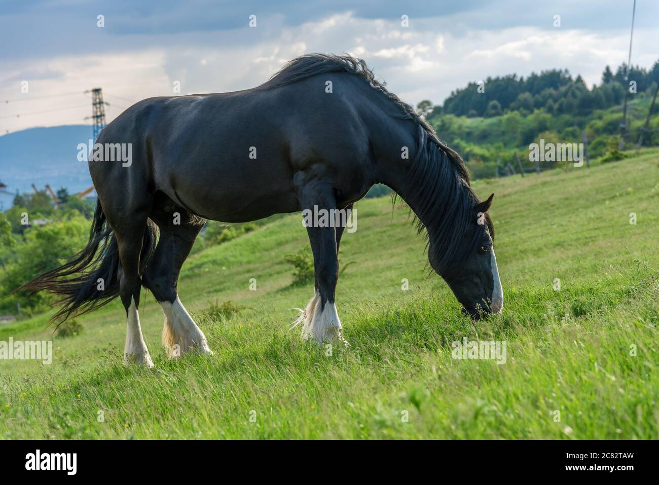 Cheval frison dans le pâturage. Superbe jument de cheval frison avec longue crinière. Banque D'Images