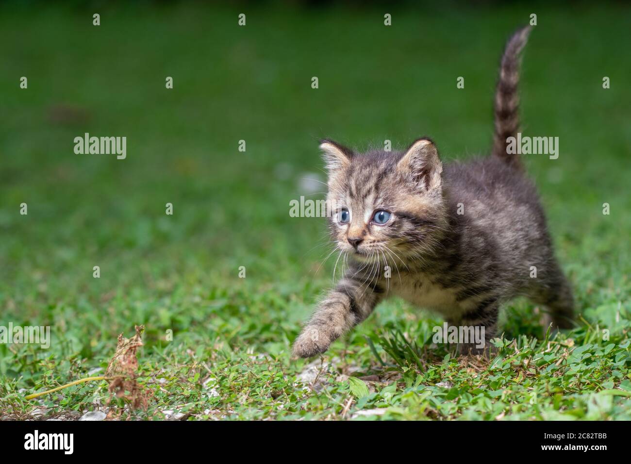 Un joli petit chaton en tabby dans l'herbe par jour d'été Banque D'Images