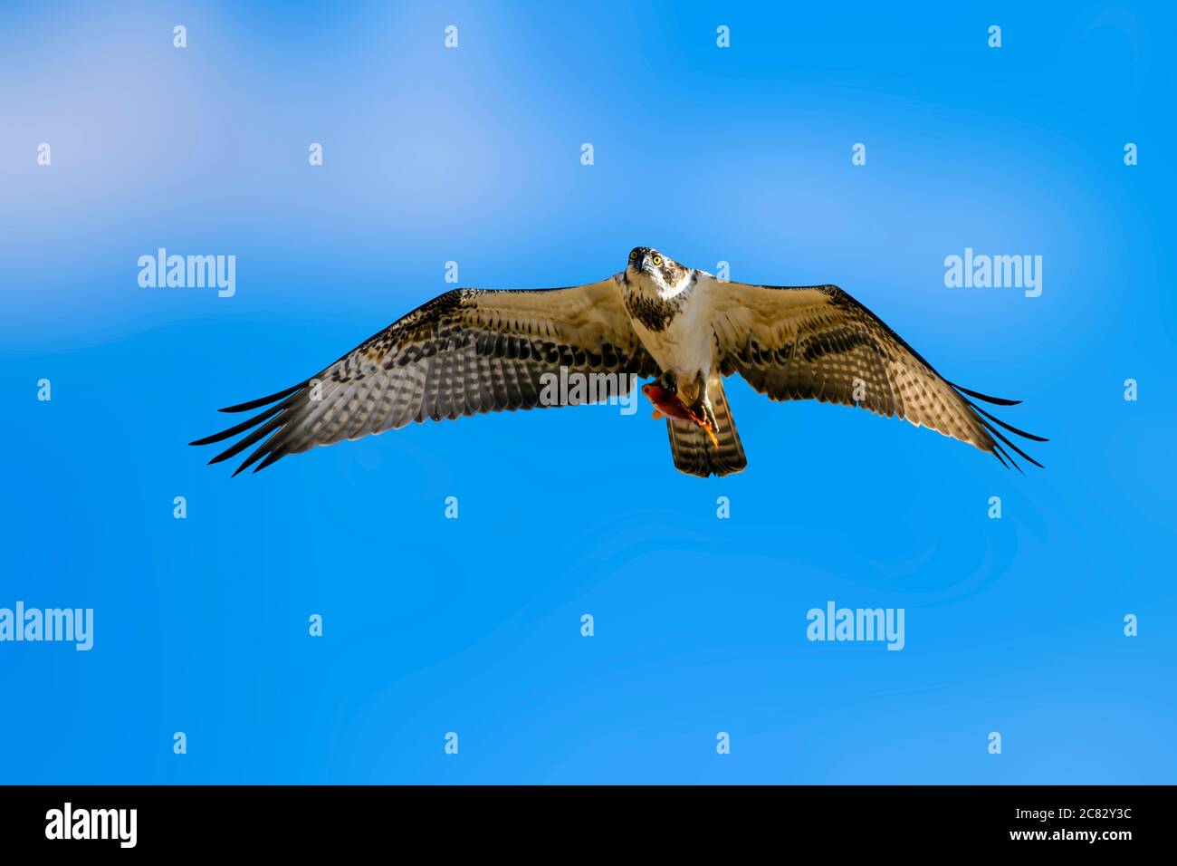 Oiseau sauvage Osprey. Osprey volant. Fond bleu ciel. Aigle : Western Osprey Pandion haliatus. Banque D'Images