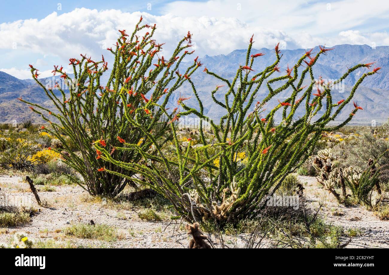 Ocotillo plante en fleur avec Anza Borrego Desert State Park en arrière-plan, Californie, Etats-Unis Banque D'Images