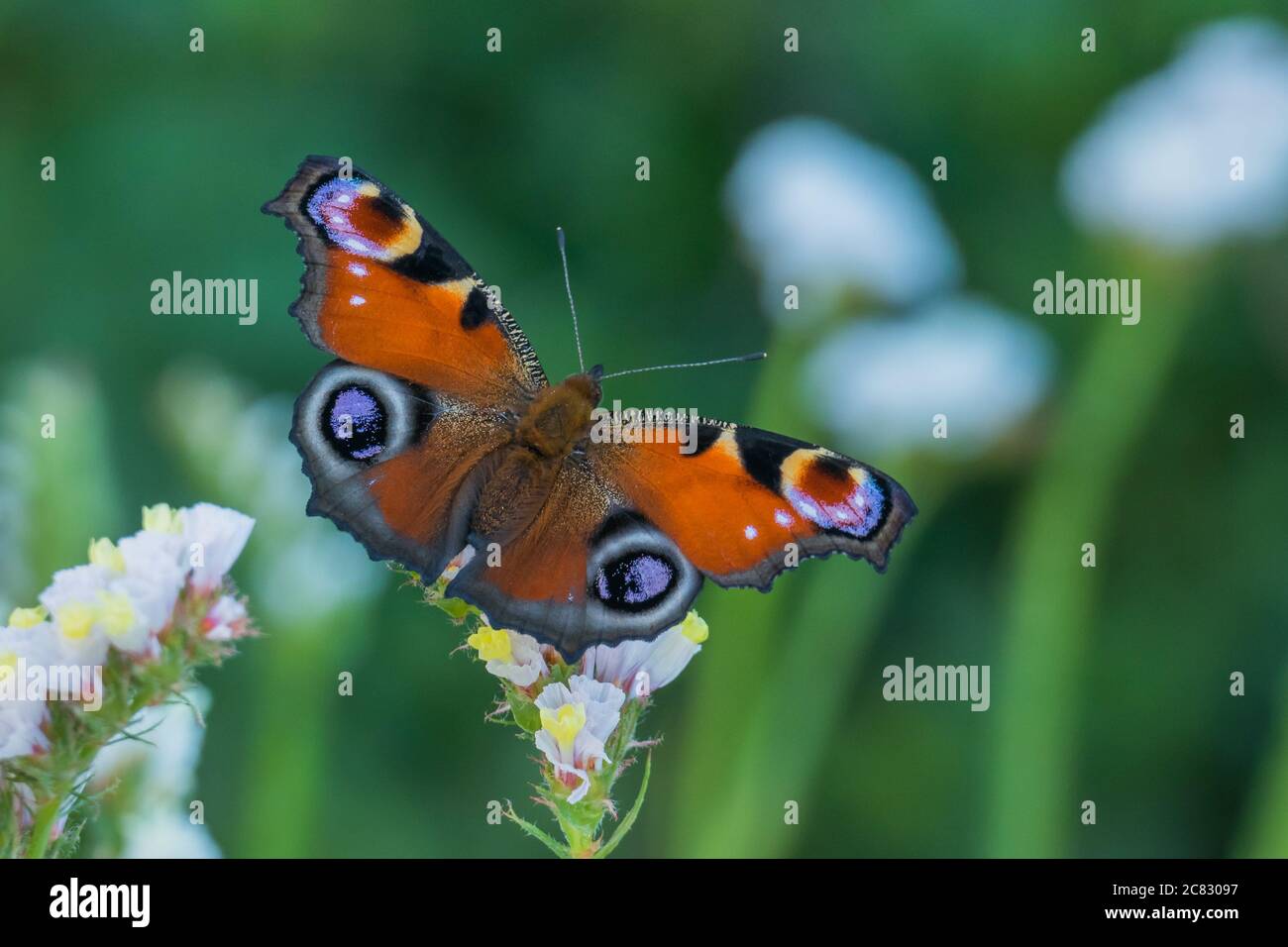 Aglais io paon papillon sur les fleurs vue rapprochée Banque D'Images