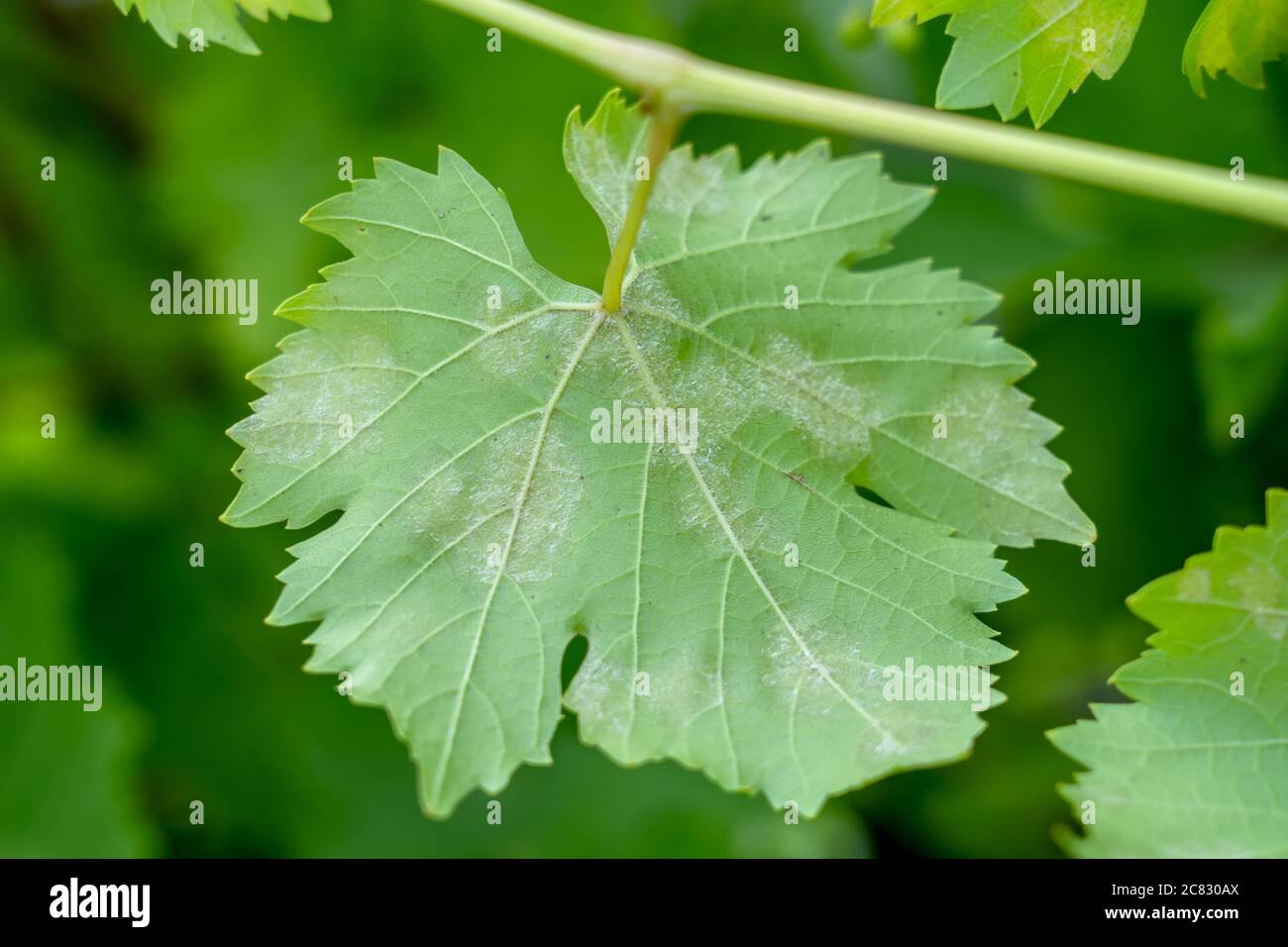 une maladie fongique du mildiou sur les raisins, les feuilles affectées Banque D'Images