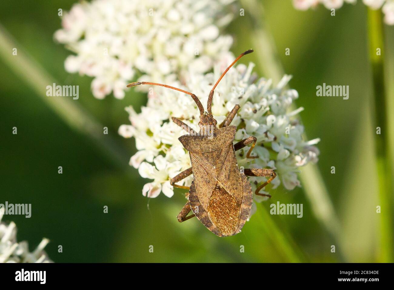 Macro gros plan d'un bug de quai assis sur un fleur blanche Banque D'Images