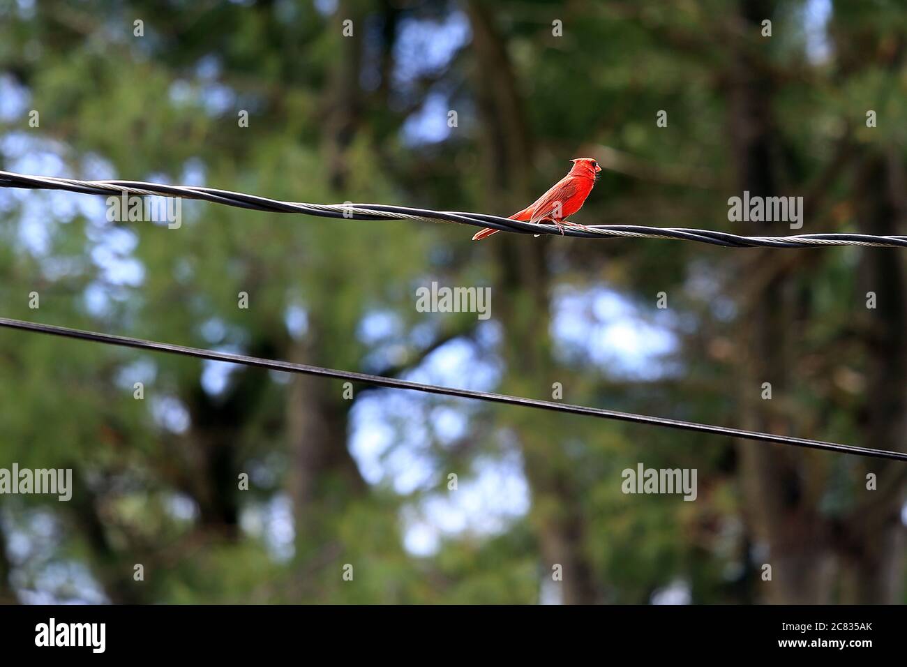 Cardinal mâle sur fil électrique Stony Brook long Island New York Banque D'Images