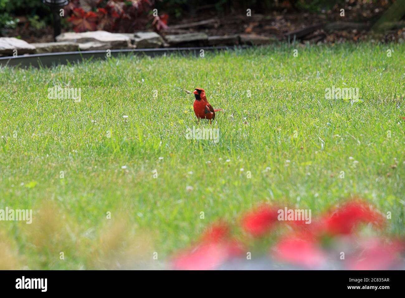 Homme Cardinal Stony Brook long Island New York Banque D'Images