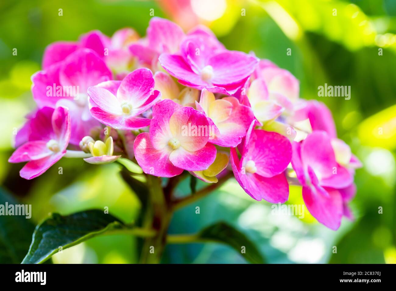 Belles fleurs d'hortensia rose dans un jardin d'été Banque D'Images