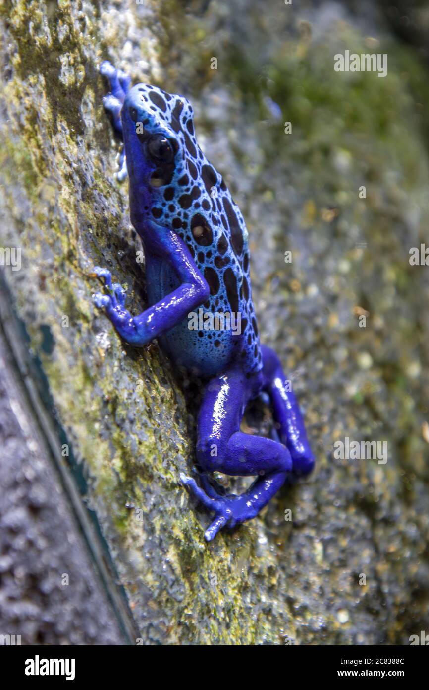 La grenouille de dard empoisonnée bleue est une grenouille de dard empoisonnée que l'on trouve dans les forêts entourées par la Savipaliwini Savanna Banque D'Images