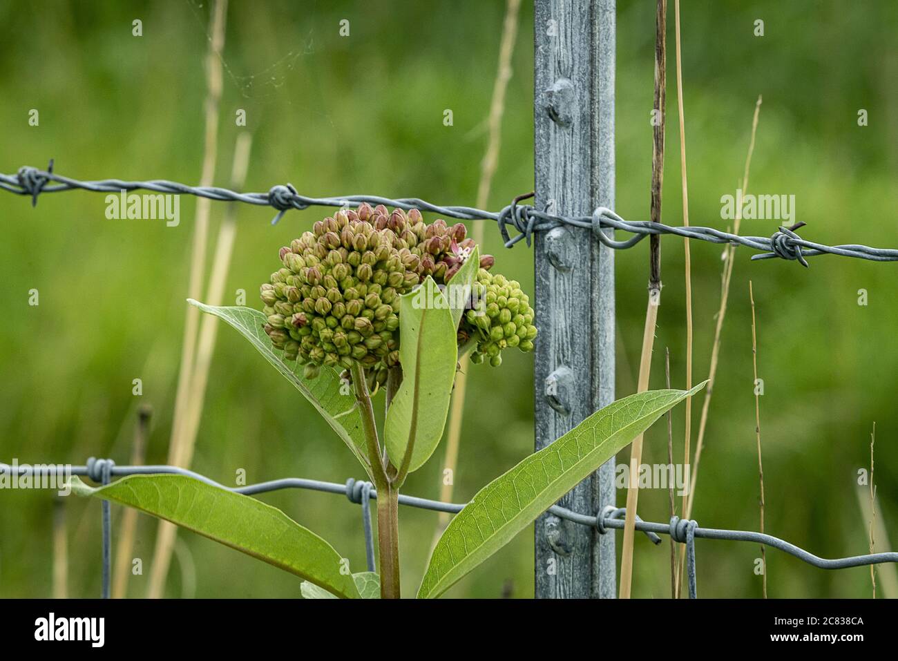 Boutons de croissance de la fleur de l'herbe à lait Banque D'Images