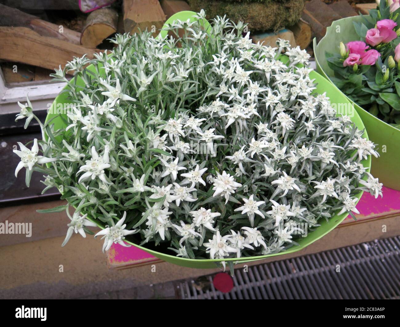 Bol de fleurs alpines Edelweiss dans la ville allemande d'Osnabruck Banque D'Images