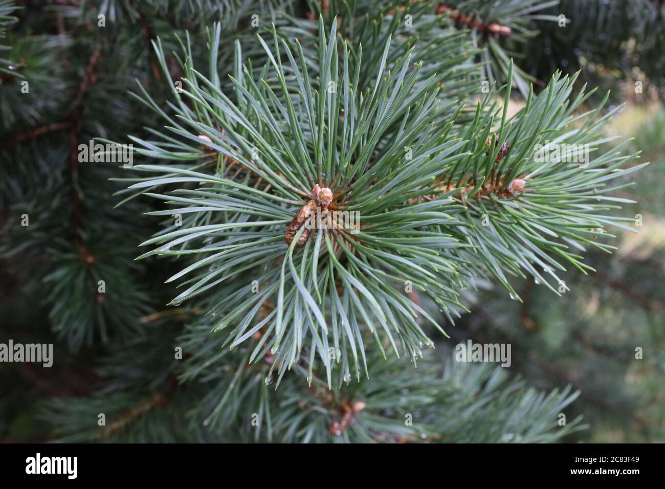 Pinus sylvestris, PIN écossais. Plante sauvage en été. Banque D'Images