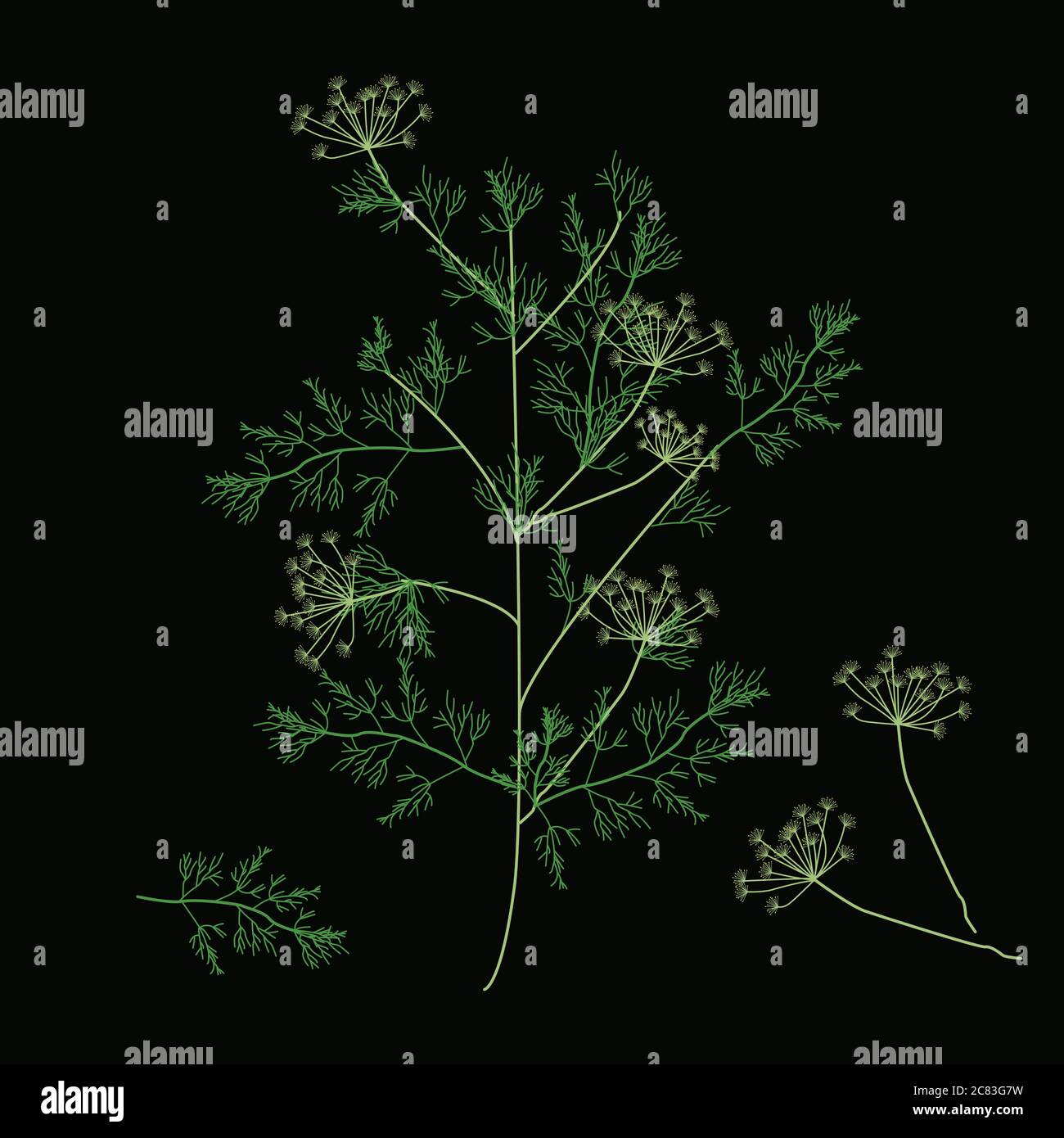 aneth. Illustration vectorielle. Branche d'aneth, inflorescence et feuilles Illustration de Vecteur