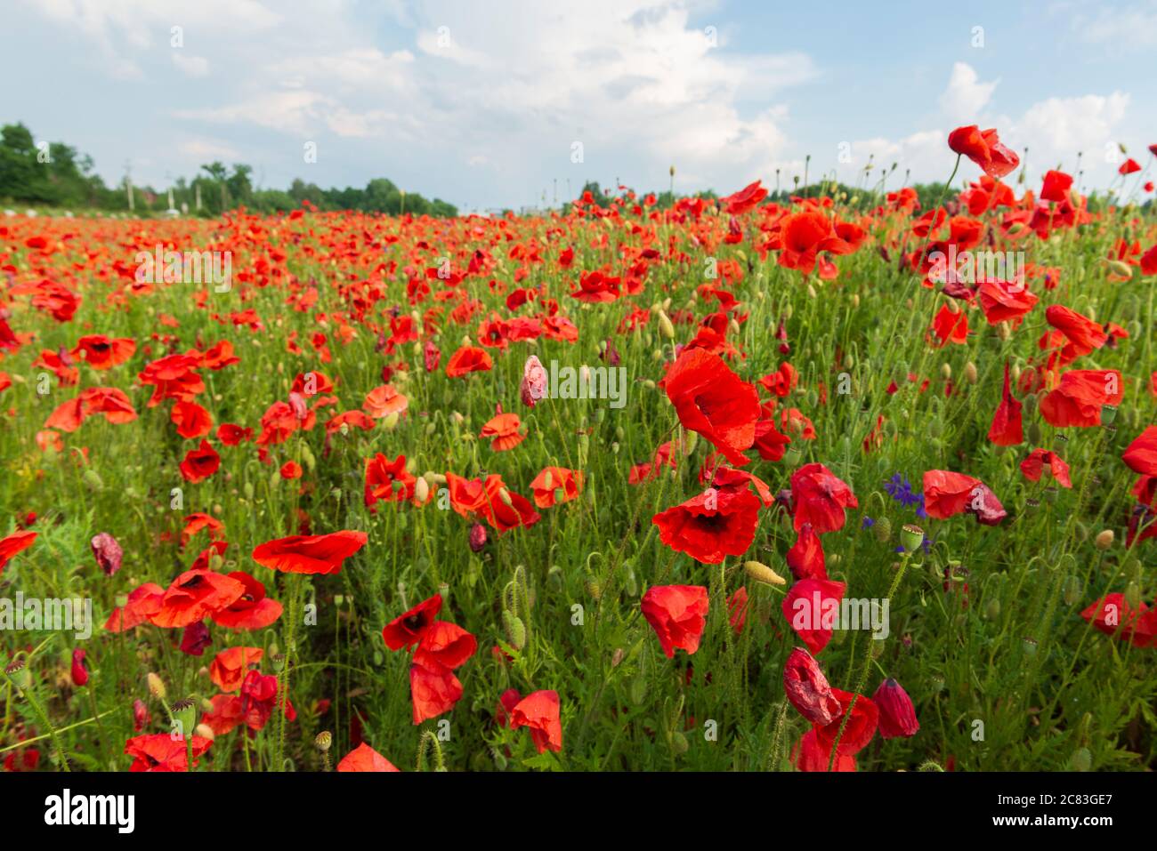 Champ coloré de coquelicots rouges et fleurs sauvages. Scène estivale dynamique Banque D'Images