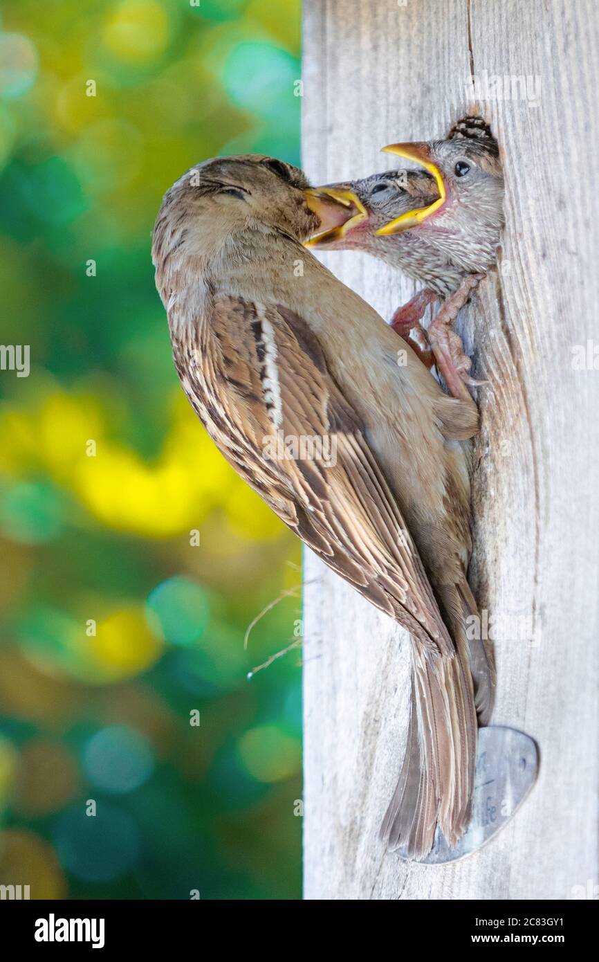 Gros plan d'un moineau perché sur son nid en bois et nourrissant ses poussins, sur fond de bokeh vert Banque D'Images