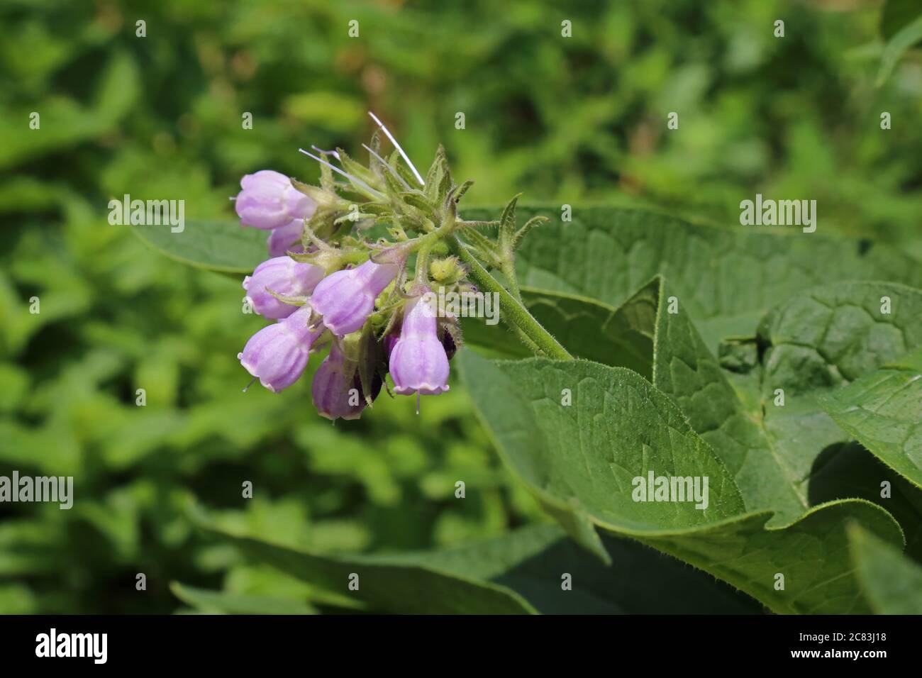 Symphytum officinale, Comfrey commun. Plante sauvage en été. Banque D'Images