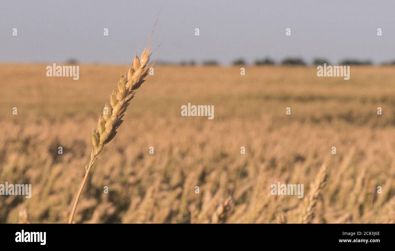 Une oreille d'herbe sauvage au centre. Lumière du soleil et éblouissement parmi les herbes jaunes sèches. Mise au point douce. Banque D'Images