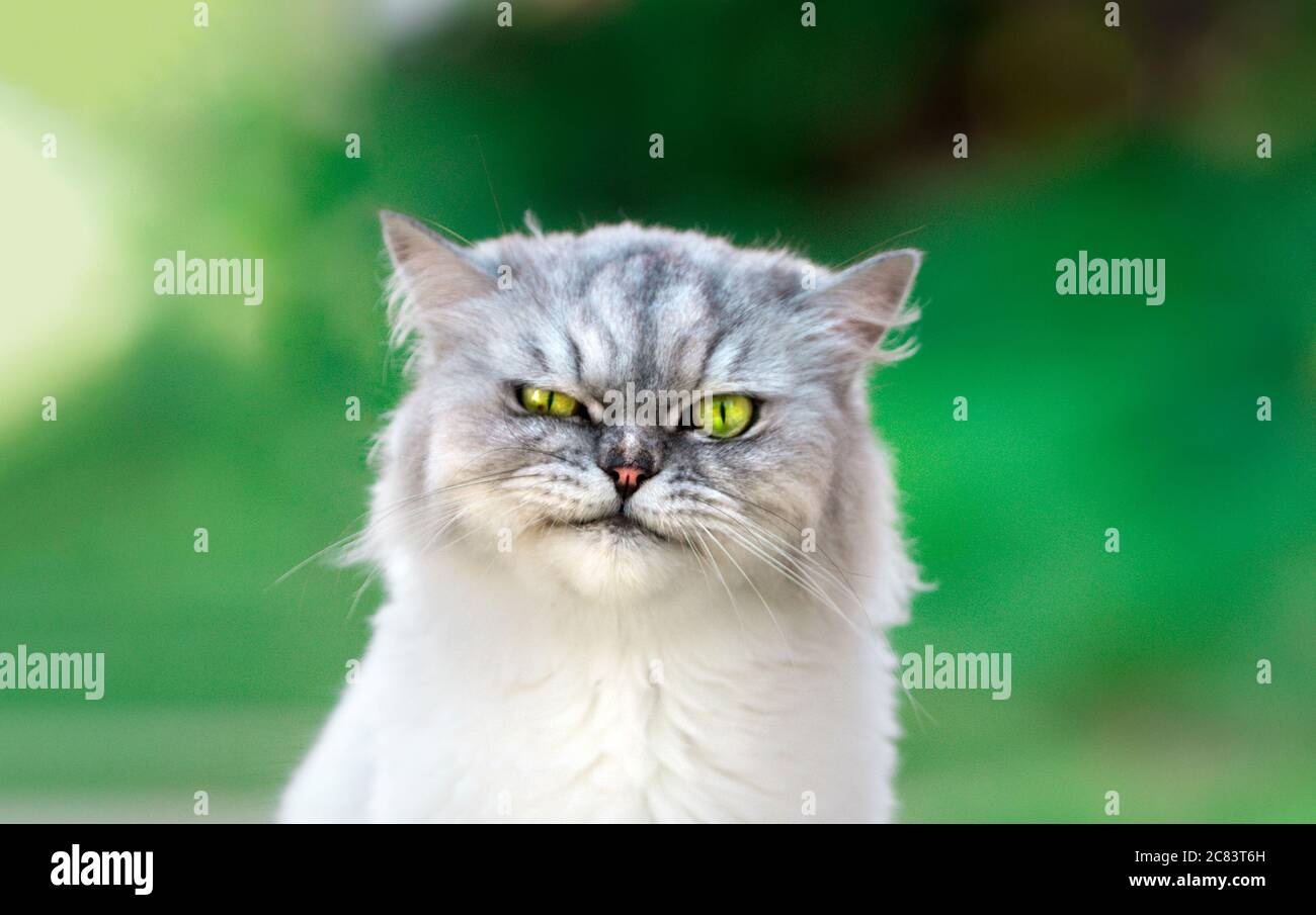 Chaton perse joueur de chinchilla avec de beaux yeux verts. Gros plan. Banque D'Images
