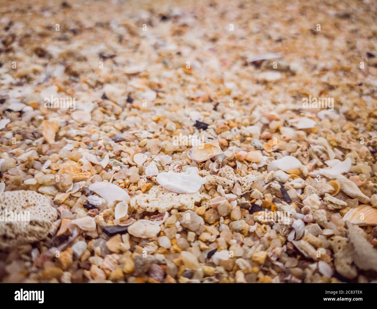 Gros plan texture sable avec grains fins et coquillages. Résumé, papier  peint. Matière, plante. Toile de fond Photo Stock - Alamy