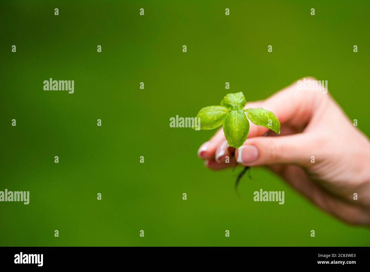 Femme tient le sprout de basilic dans une main. Banque D'Images
