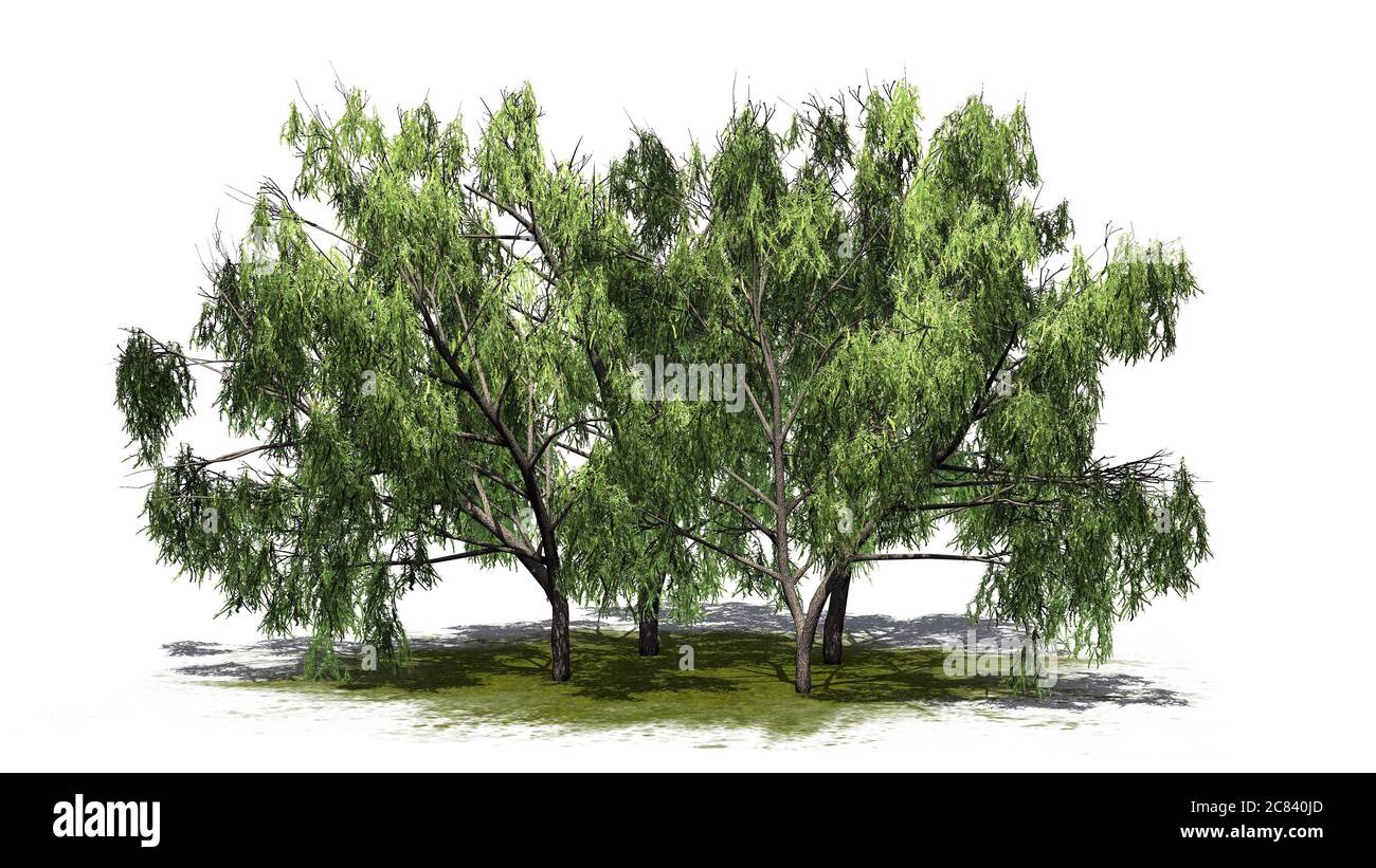 Plusieurs arbres de Mesquite au miel sur une zone verte - isolé sur fond blanc - illustration 3D Banque D'Images