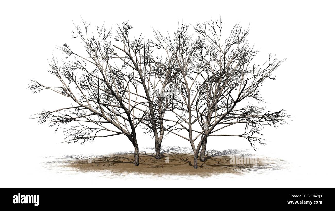 Plusieurs arbres de Mesquite au miel sur une zone de sable en hiver - isolé sur fond blanc - illustration 3D Banque D'Images