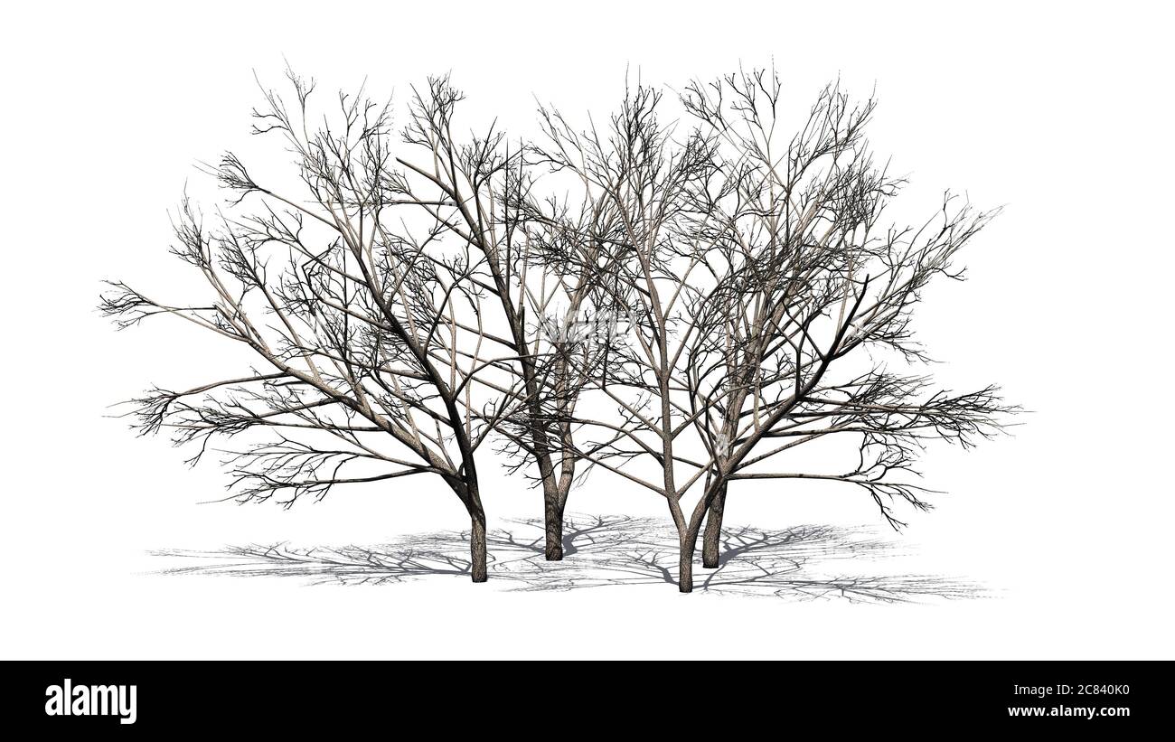 Plusieurs arbres de Mesquite au miel avec ombre sur le sol en hiver - isolé sur fond blanc - illustration 3D Banque D'Images