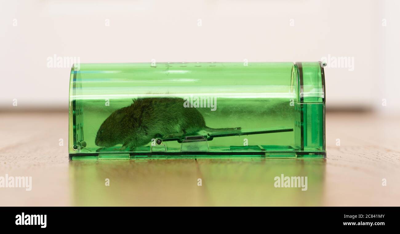 Une souris vivante prise dans un piège humain de souris Photo