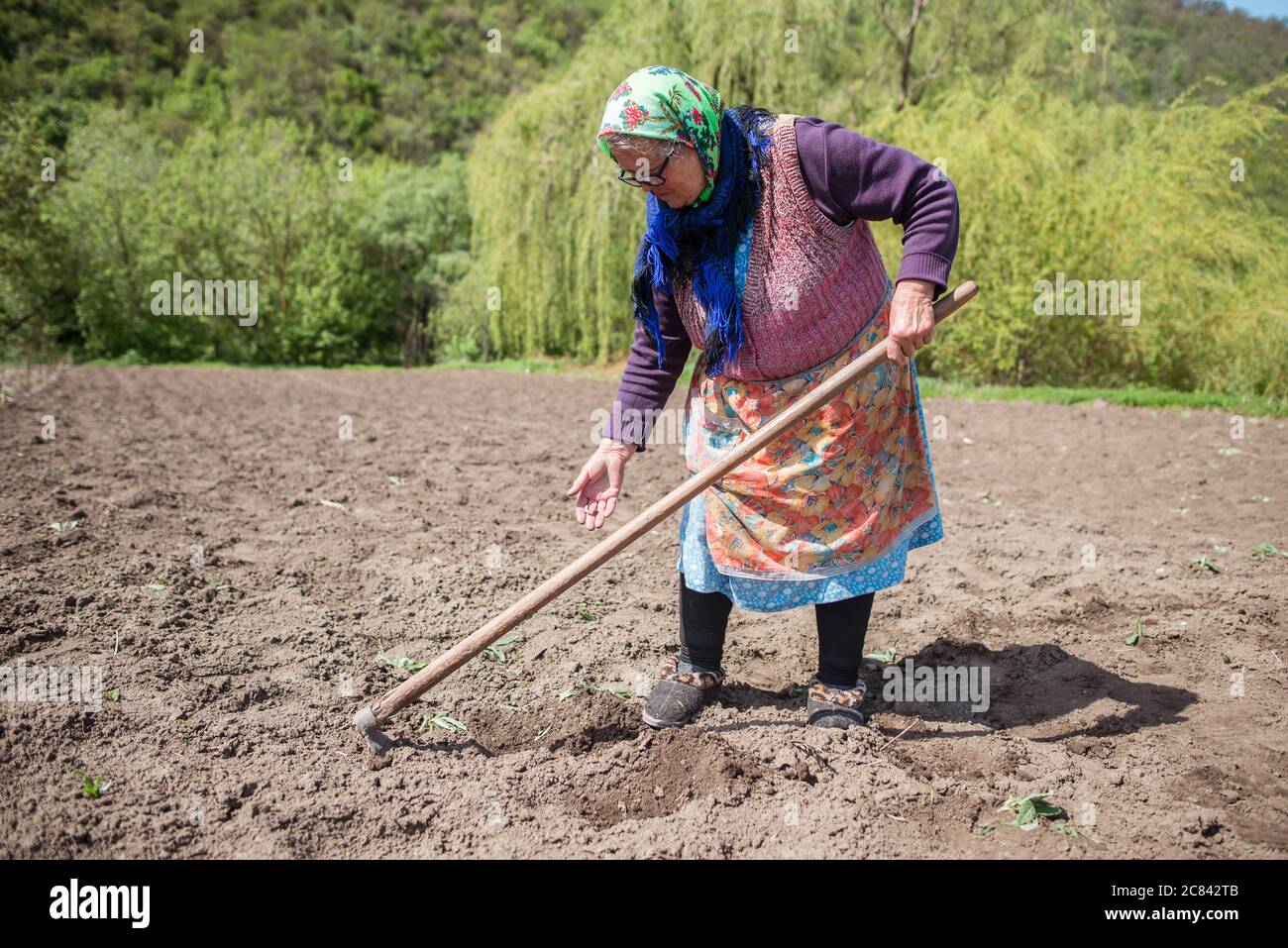 Trebujeni / Moldova - 15 mai 2020 : Portrait d'une femme moldave adulte avec un foulard traditionnel tenant une houe tout en plantant des haricots dans un jardin potager Banque D'Images